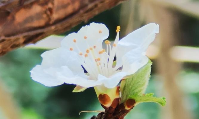 三月花语大全：每日春意盎然的花卉祝福