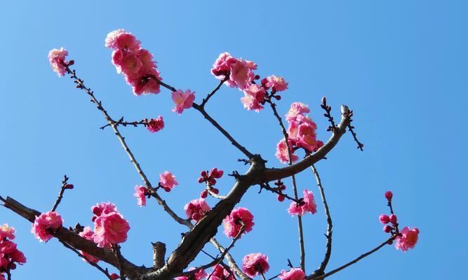 三月花语大全：每日春意盎然的花卉祝福