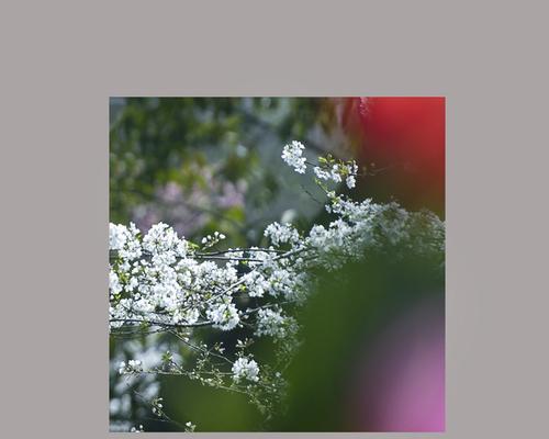 三月花语大全：每日春意盎然的花卉祝福
