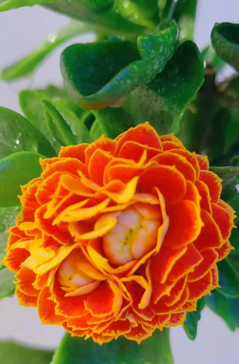 不凋零的花语代表了什么？