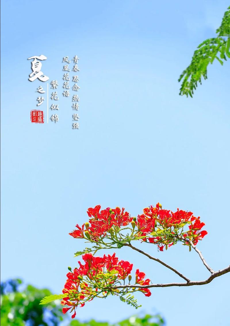 不凋零的花语代表了什么？