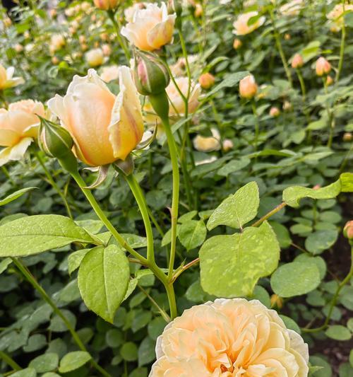 多彩月季的花语代表什么？
