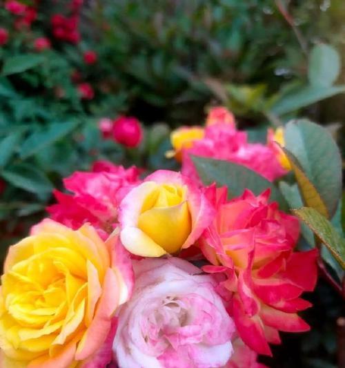 多彩月季的花语代表什么？