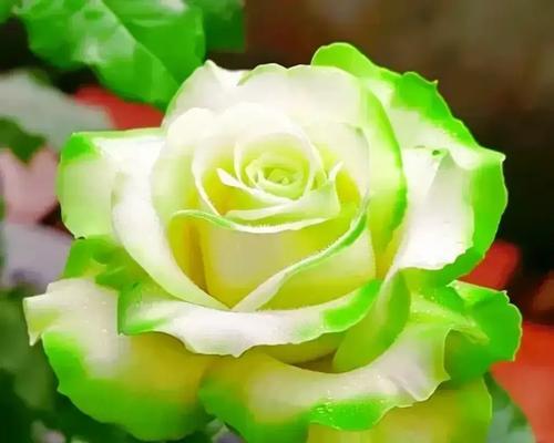 多彩月季的花语代表什么？