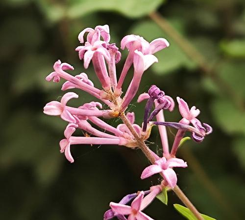 无花草的花语有哪些独特之处？