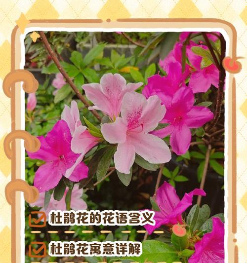结束花的花语有何含义？它象征着什么？