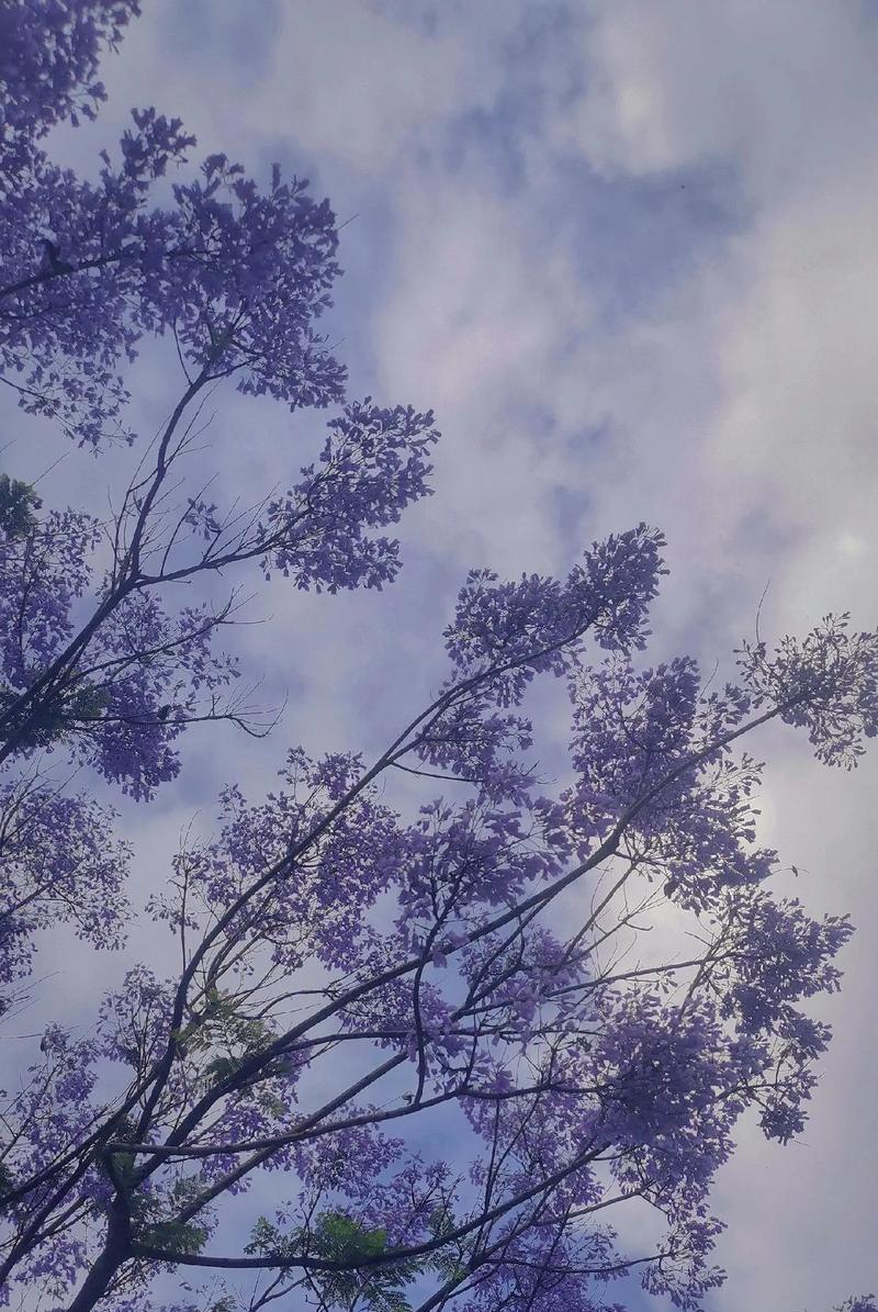 平安等待的花语：静候花开的深情