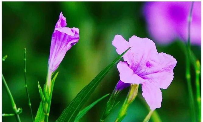 蓝草花绿色代表什么花语?——花语与自然的色彩之谜