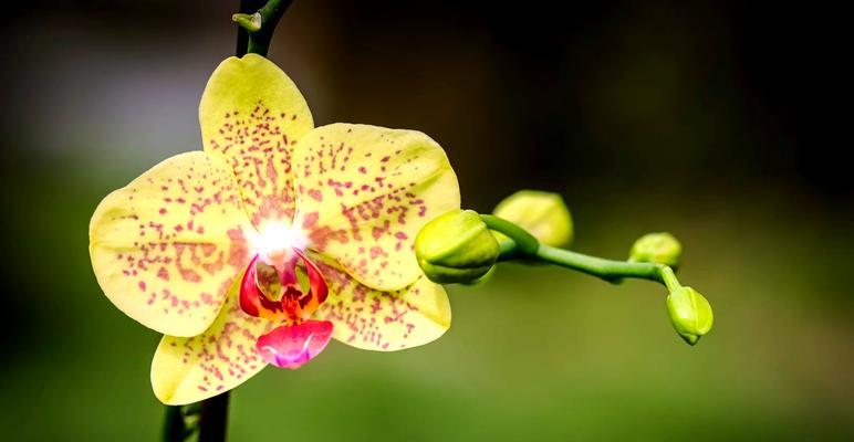 蓝草花绿色代表什么花语？——花语与自然的色彩之谜