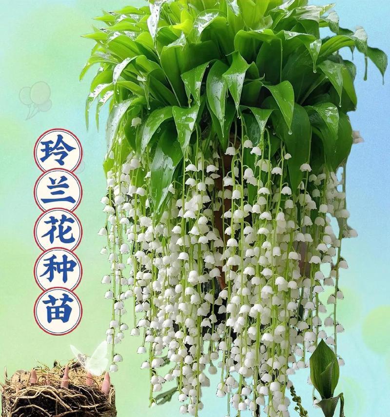 蓝草花绿色代表什么花语？——花语与自然的色彩之谜