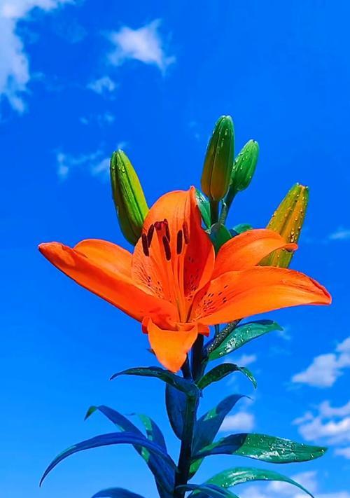 代表平安和希望的花有哪些？它们的花语是什么？