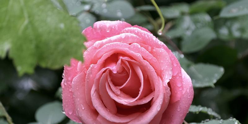 代表平安和希望的花有哪些？它们的花语是什么？
