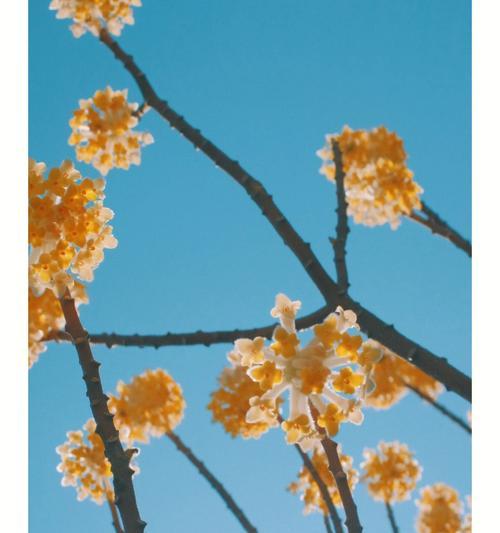 蔬果的花语有哪些？它们各自传达了什么信息？