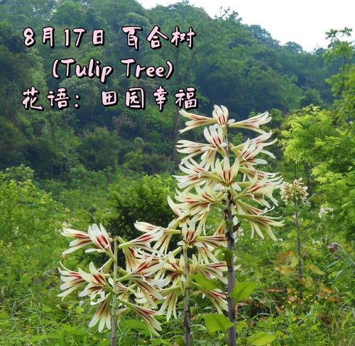 百花树木的花语有哪些？