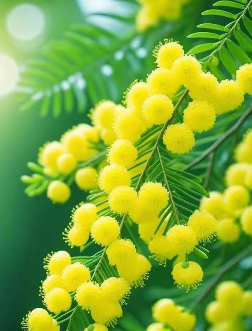 百花树木的花语有哪些？