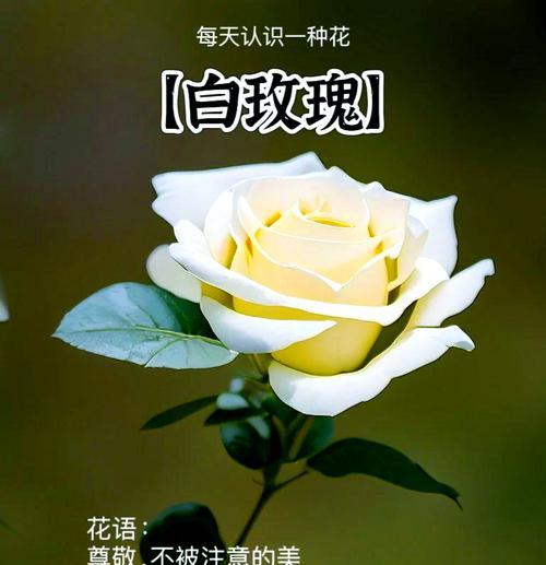 迎春玫瑰的花语与神奇功效——春日里最温柔的告白