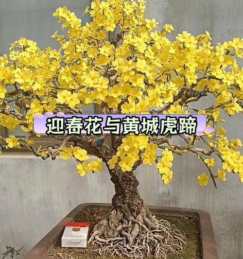 迎春玫瑰的花语与神奇功效——春日里最温柔的告白