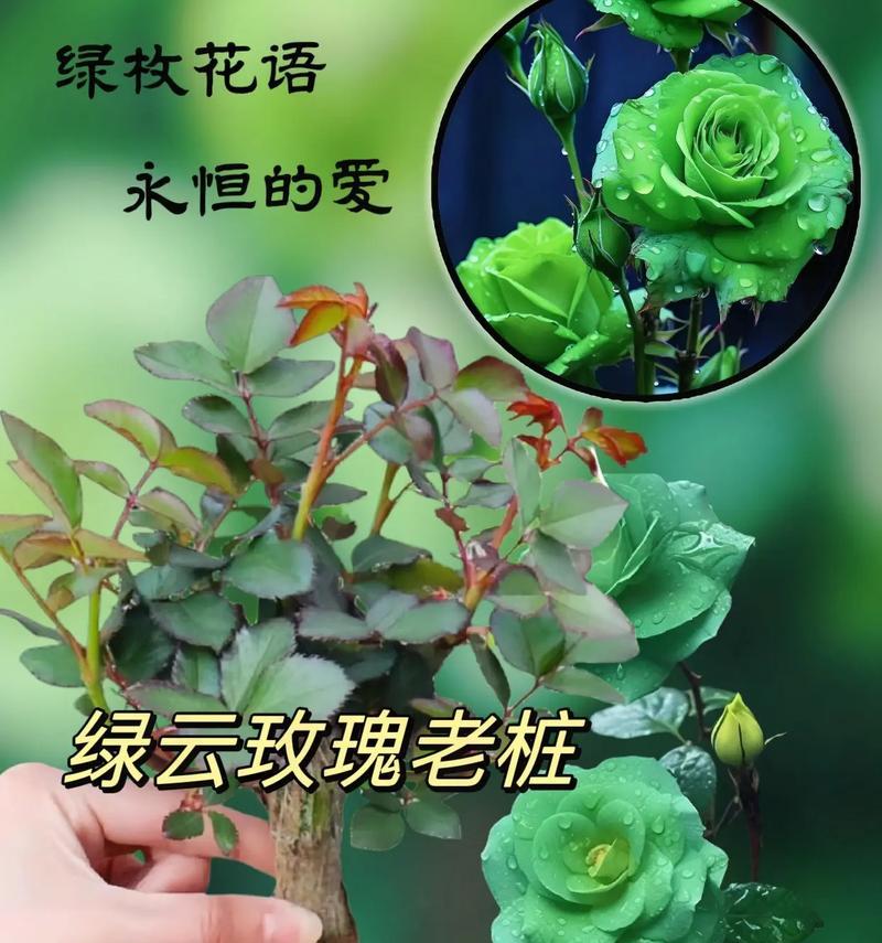 迎春玫瑰的花语与神奇功效——春日里最温柔的告白