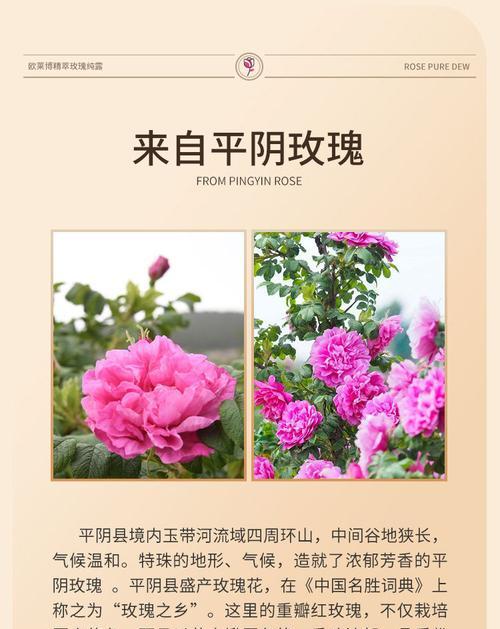 《陈露》中的玫瑰花语有何深意？如何解读其象征意义？