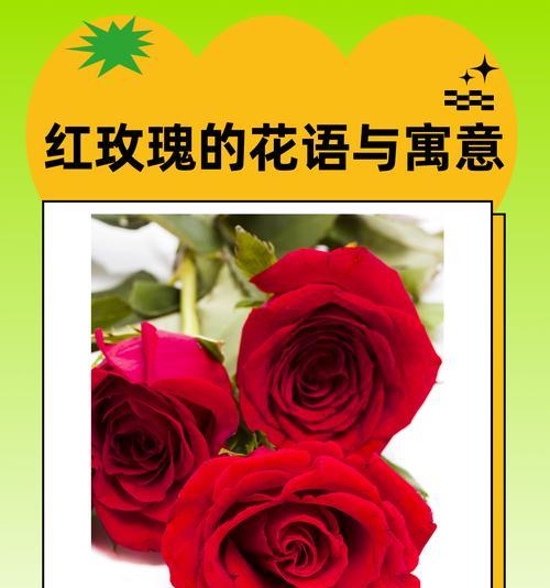 《陈露》中的玫瑰花语有何深意？如何解读其象征意义？