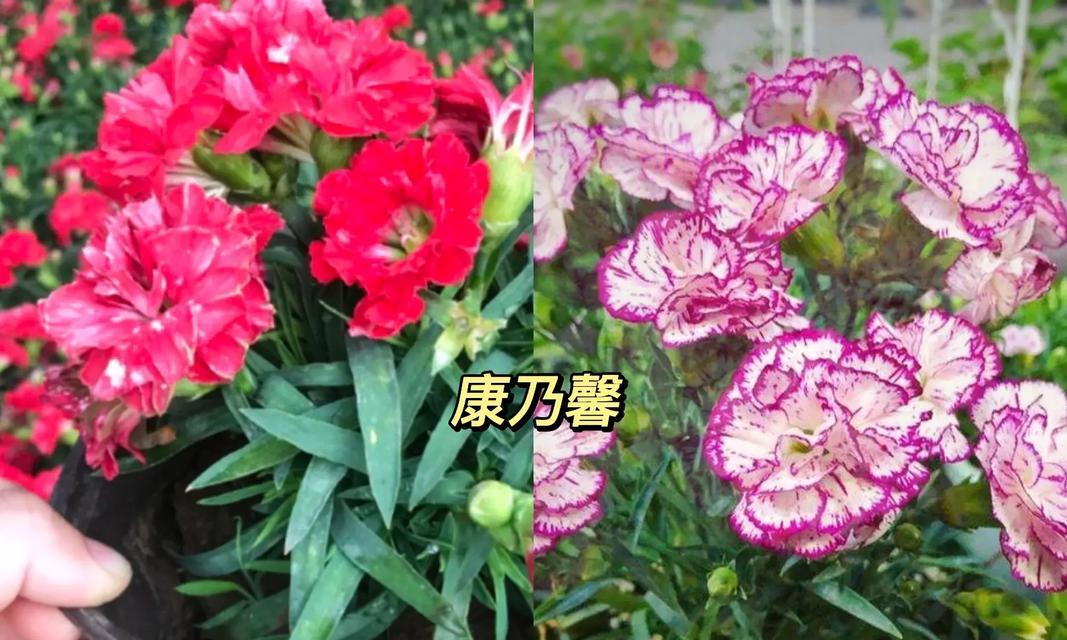 哪种礼物的花语名字听起来最悦耳？