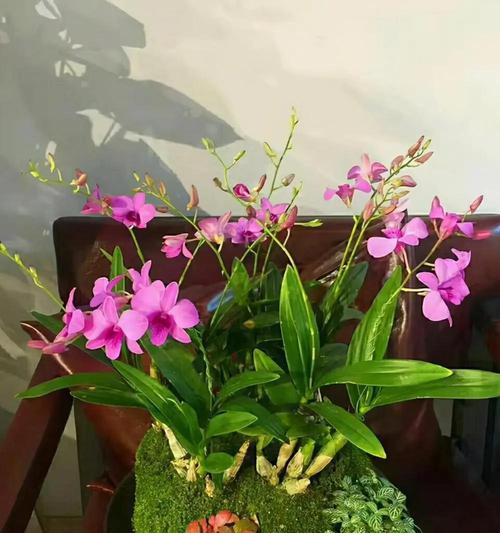 花语的奥秘：关怀与体贴象征的花卉
