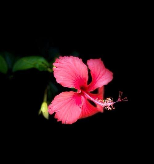 花语的奥秘：关怀与体贴象征的花卉