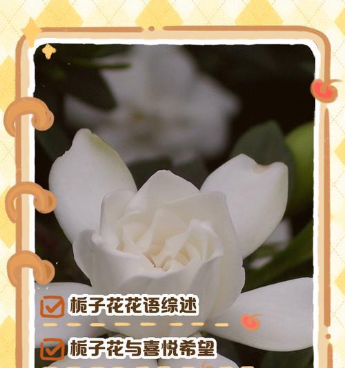栀子花的花语与香气象征意义深度解析