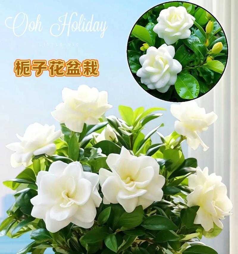 栀子花的花语与香气象征意义深度解析