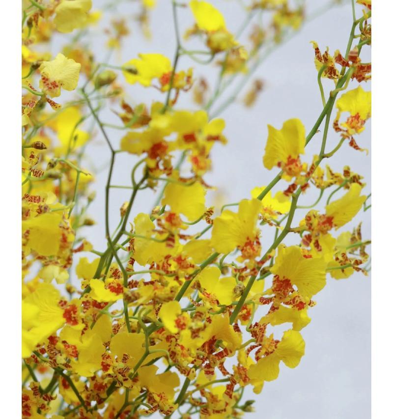 丧气的花语有哪些？探索花卉背后的情感世界