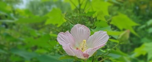 丧气的花语有哪些？探索花卉背后的情感世界