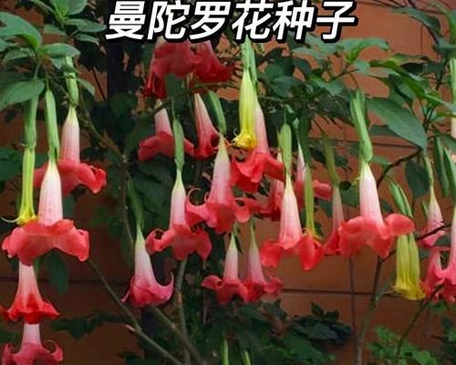 花语堂为何受到欢迎？它有什么特别之处？