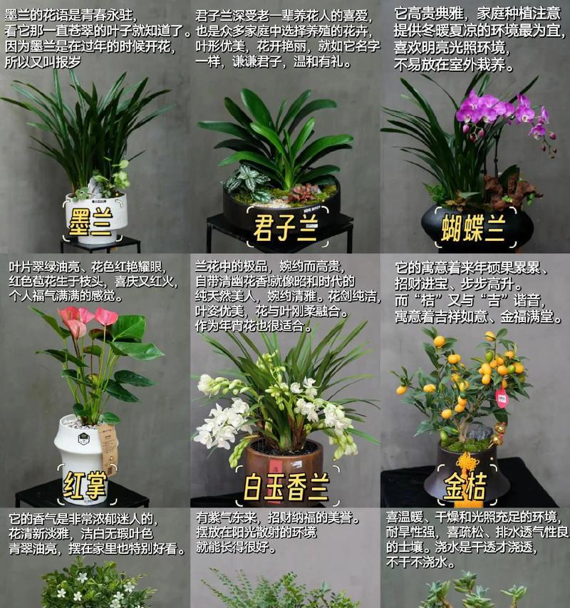 花语堂为何受到欢迎？它有什么特别之处？