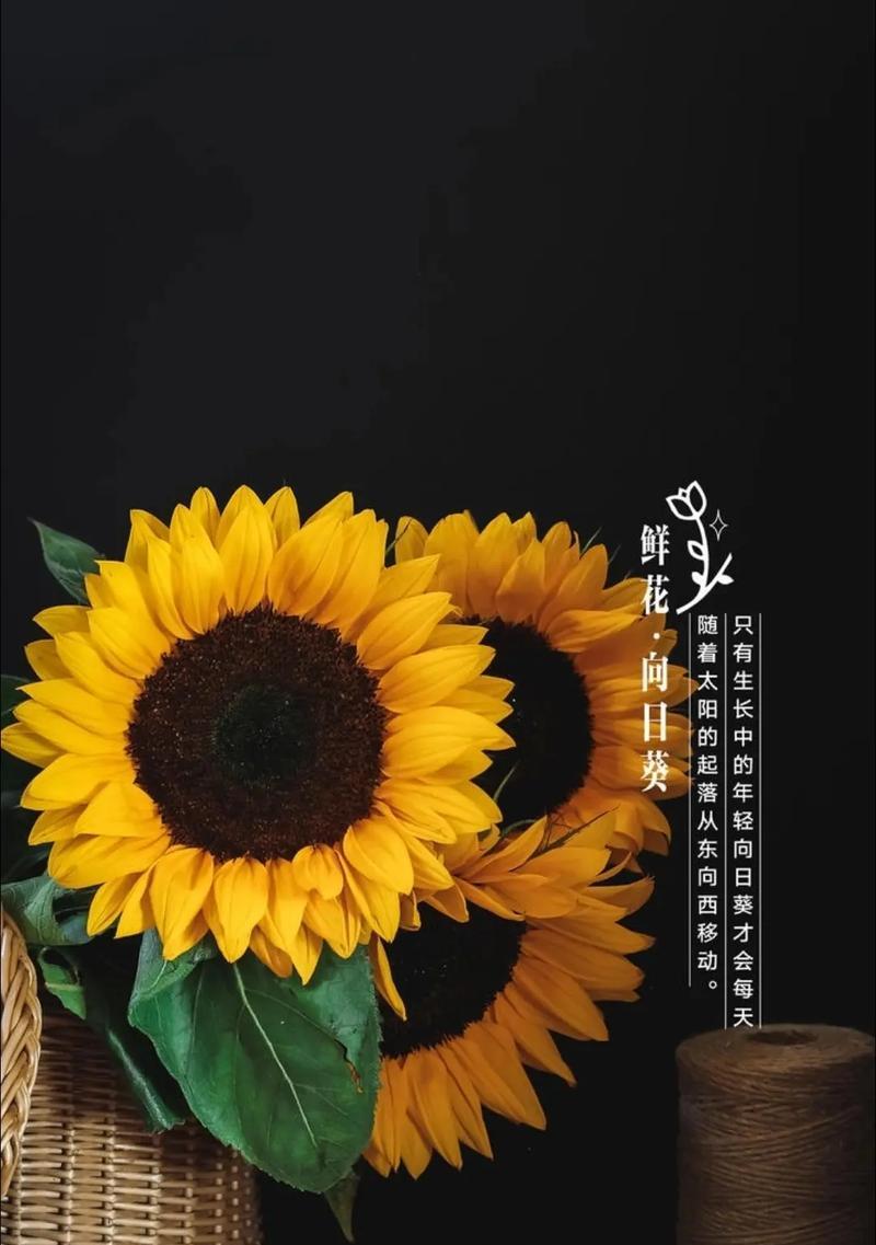 向日葵花语：寓意与背后的文化深度解读