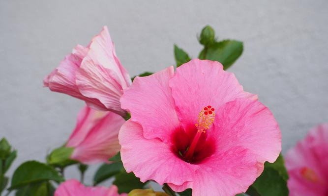 众生的花语：揭秘代表生命与希望的花卉