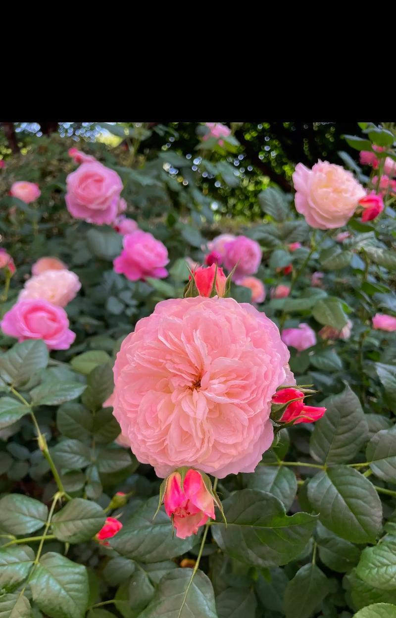 蔷薇花的花语有哪些？