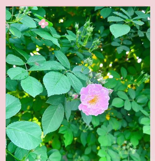 蔷薇花的花语有哪些？