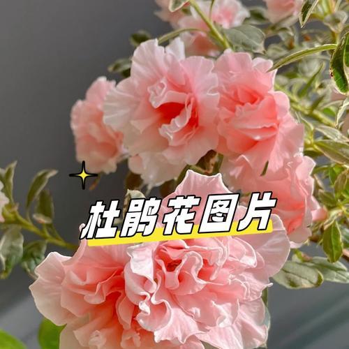 温柔的颜色花语代表了什么？它有何深层含义？