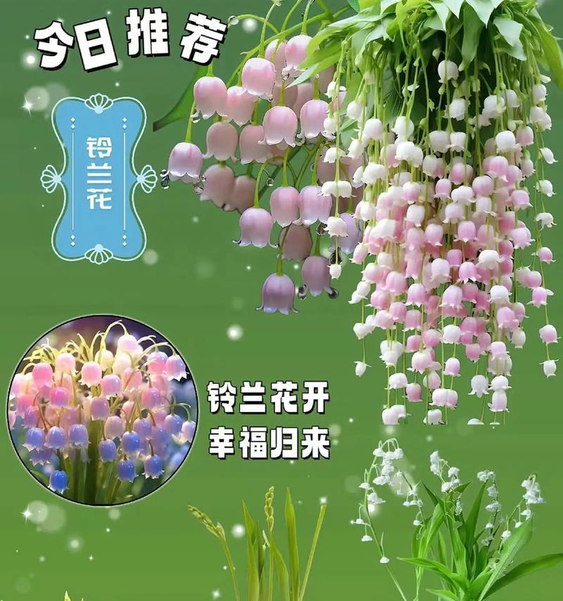 成串兰花的花语与象征意义