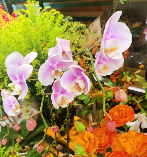成串兰花的花语与象征意义