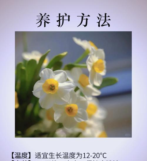 水仙花的花语：解读自然界的含蓄情感表达