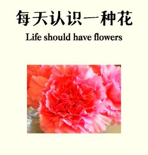 康乃馨的花语与情感表达：深度解析与使用指南