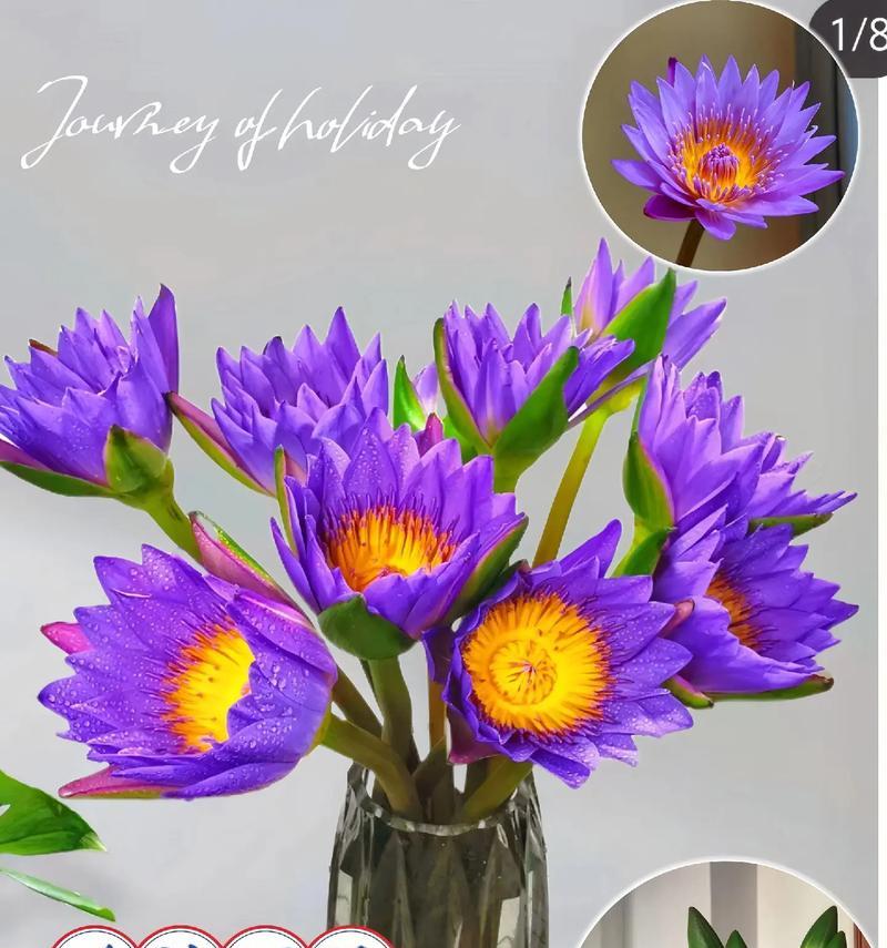 莲花盘花的寓意和花语有何深意？