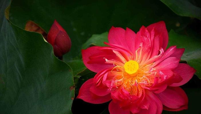 莲花盘花的寓意和花语有何深意？