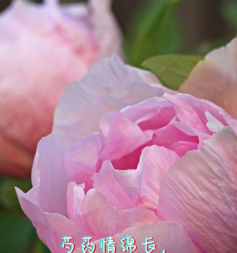 低调又热烈的爱的花语是什么？哪种花象征这种爱情？