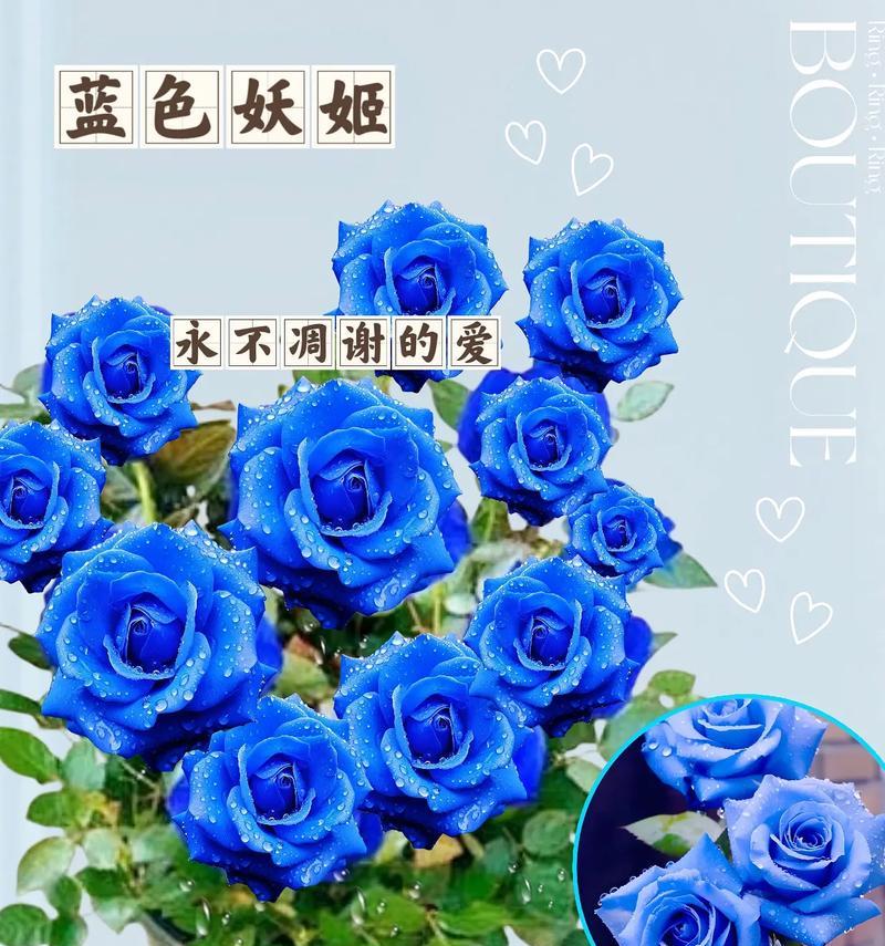 蓝包玫瑰花的寓意是什么？