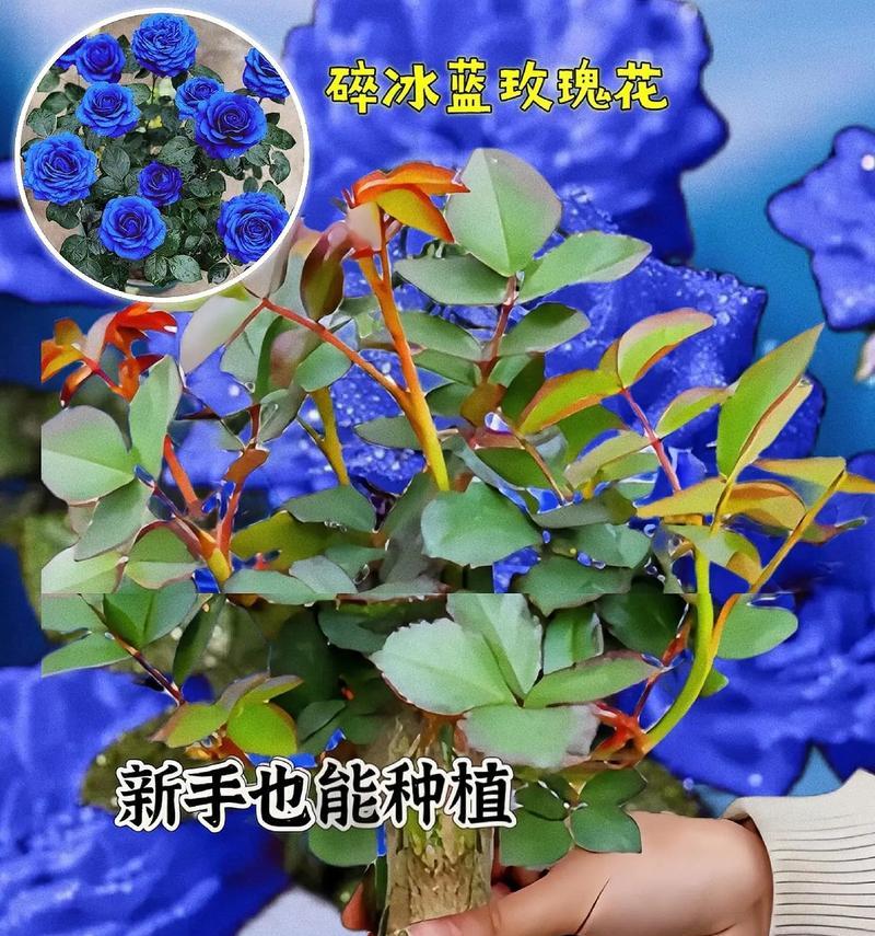 蓝包玫瑰花的寓意是什么？