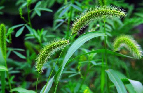 谷子的花语有哪些特别之处？