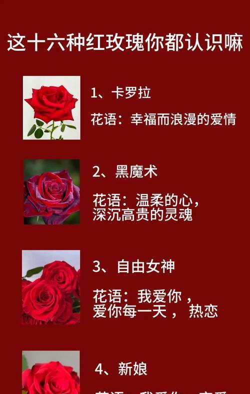 18朵玫瑰花的寓意深度解析