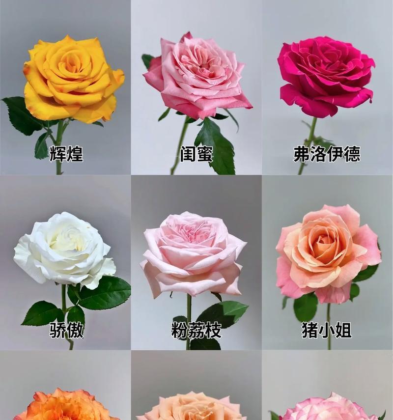 18朵玫瑰花的寓意深度解析
